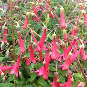 Phygelius Blacher - Kaapse fuchsia