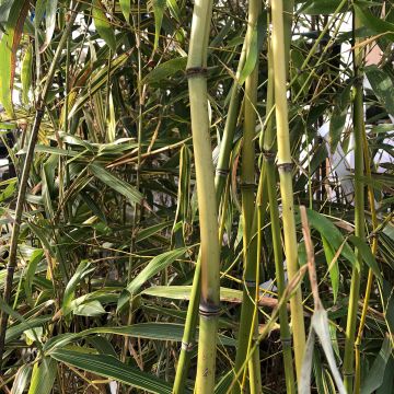 Phyllostachys flexuosa - Reuzenbamboe