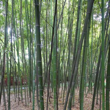 Phyllostachys glauca - Reuzenbamboe
