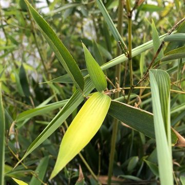 Phyllostachys heteroclada - Waterbamboe