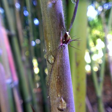 Phyllostachys nigra Megurochiku - Zwarte bamboe