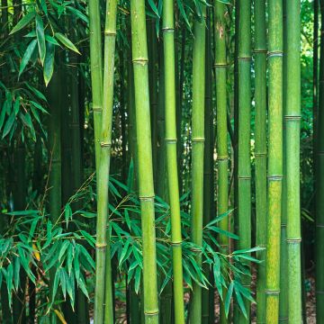 Phyllostachys viridiglaucescens - Reuzenbamboe