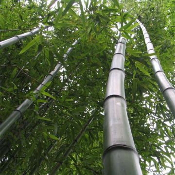 Phyllostachys vivax Huangwenzhu - Reuzenbamboe