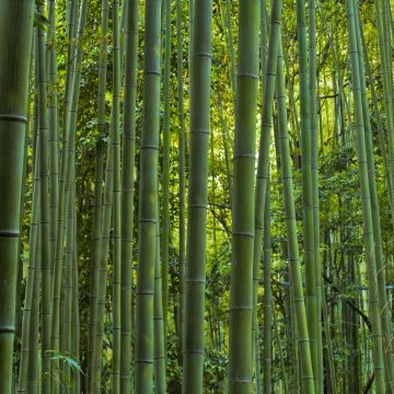 Phyllostachys vivax MacClure - Reuzenbamboe