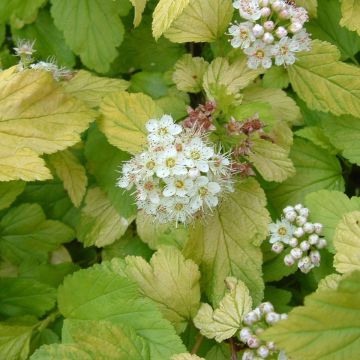 Physocarpus opulifolius Darts Gold - Blaasspirea