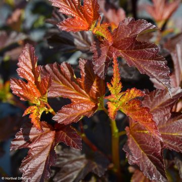 Physocarpus opulifolius Choco Flame - Blaasspirea