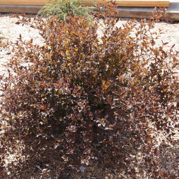 Physocarpus opulifolius Little Devil - Blaasspirea