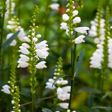 Physostegia virginiana Miss Manners - Scharnierbloem