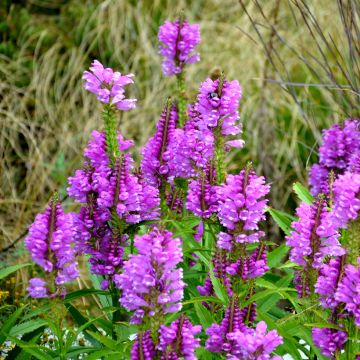 Physostegia virginiana Vivid - Scharnierbloem