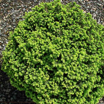 Picea abies Little Gem - Fijnspar