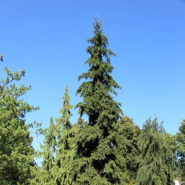 Picea abies Rothenhaus - Fijnspar