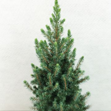 Picea glauca Conica Blue - Witte spar