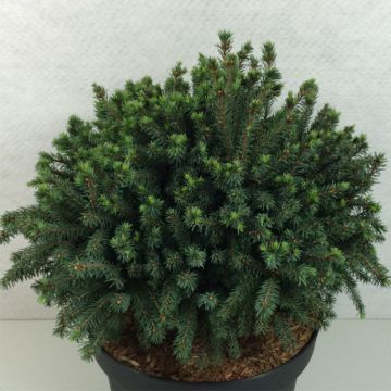 Picea glauca Echiniformis Echt - Witte spar