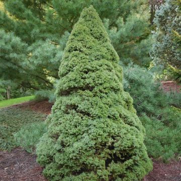 Picea glauca Rainbow's End - Witte spar