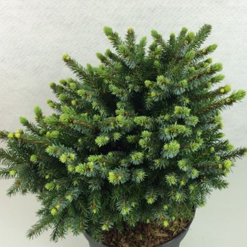 Picea omorika Beskid - Servische spar