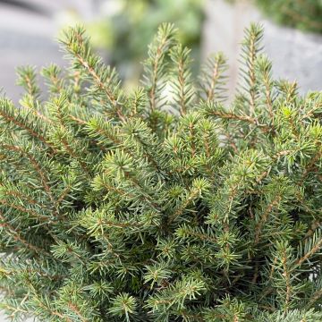 Picea omorika Karel - Servische spar