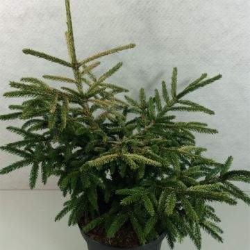 Picea orientalis Silver Seedling - Oosterse spar