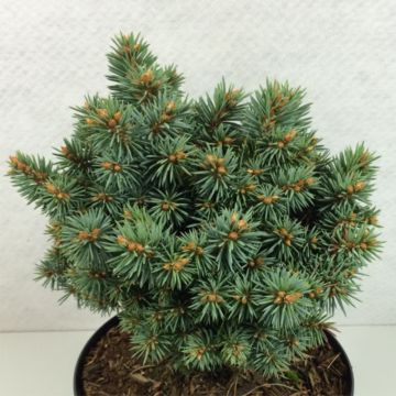 Picea pungens Brynek - Blauwe spar