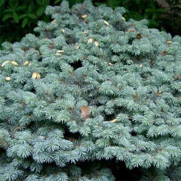 Picea pungens Glauca Globosa - Blauwe spar