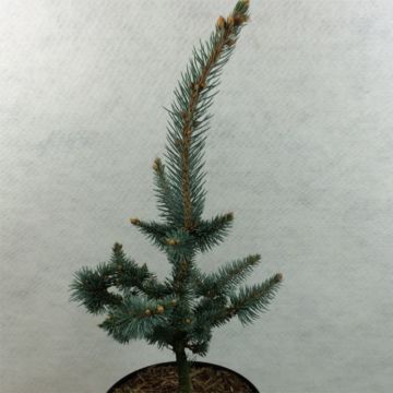 Picea pungens Iseli Foxtail - Blauwe spar