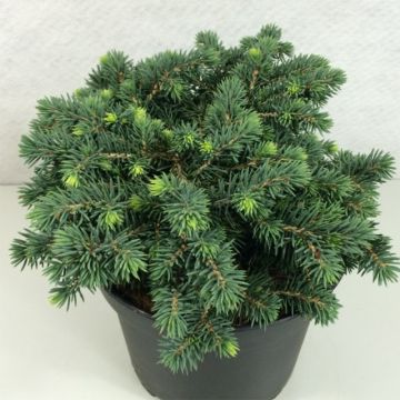 Picea pungens Kuba - Blauwe spar