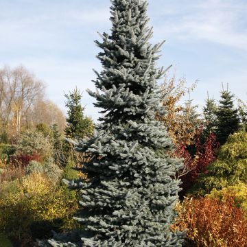 Picea pungens Oldenburg - Blauwe spar