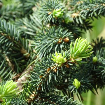 Picea pungens Sonia - Blauwe spar