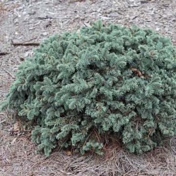 Picea pungens Waldbrunn - Blauwe spar