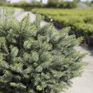 Picea sitchensis Nana - Sitkaspar