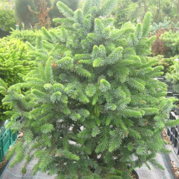 Picea sitchensis Sugarloaf - Sitkaspar