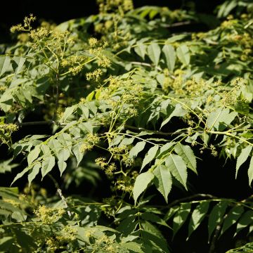 Picrasma quassioides - Bitterhoutboom