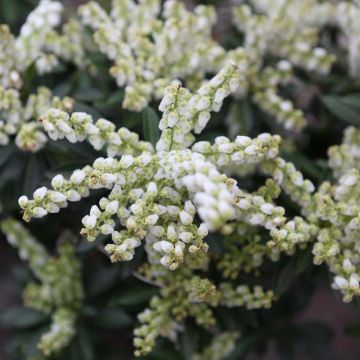 Pieris japonica Debutante - Japanse rotsheide