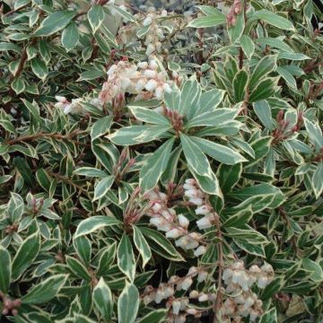 Pieris japonica Little Heath Variegata - Japanse rotsheide