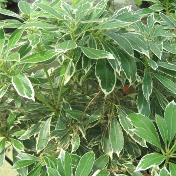 Pieris japonica Ralto Roze - Japanse rotsheide