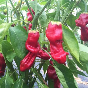 Chilipeper Peter Pepper - Ferme de Sainte Marthe