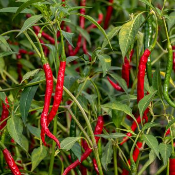 Paprika Doux très long des Landes