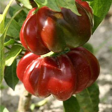 Chilipeper Tomate BIO - Ferme de Sainte Marthe