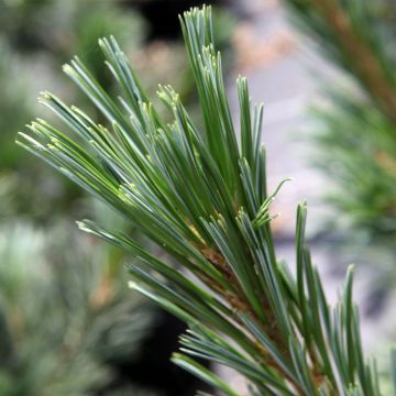 Pinus flexilis Vanderwolf's Pyramid - Buigzame den