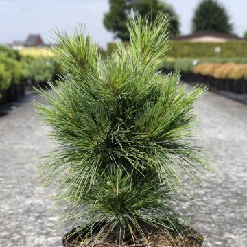 Pinus schwerinii Wiethorst - Schwerin-den