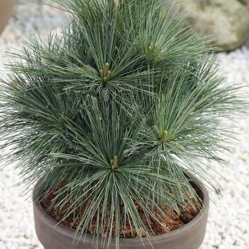 Pinus strobus Secrest - Weymouthden