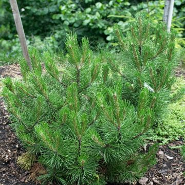 Pinus heldreichii Compact Gem - Bosnische den