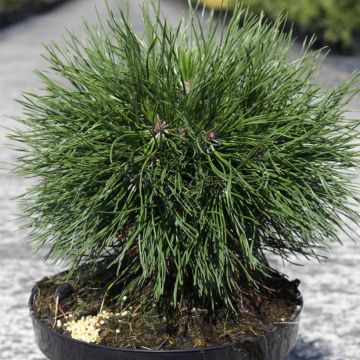 Pinus mugo Varella - Bergden