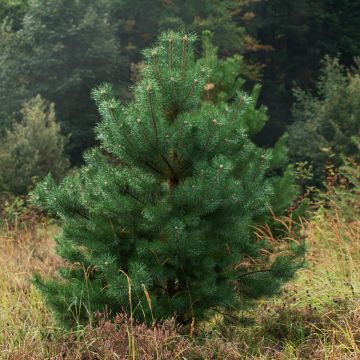 Pinus sylvestris Norska - Grove den