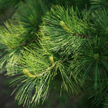 Pinus armandii - Chinese witte den