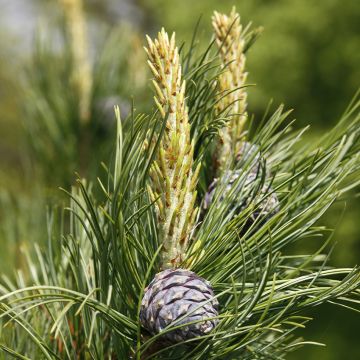Pinus cembra - Alpenden