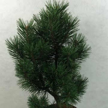 Pinus mugo Green Column - Bergden