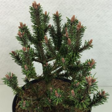 Pinus mugo Kissen - Bergden