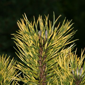 Pinus mugo Sunshine - Bergden