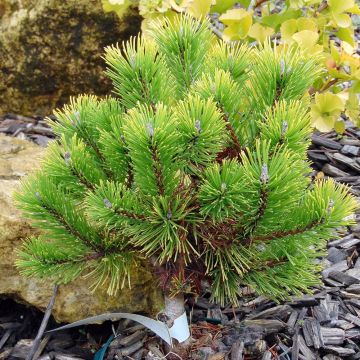 Pinus mugo Winter Gold - Bergden