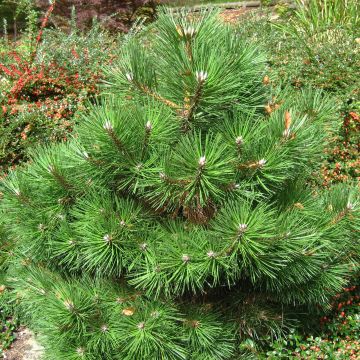 Pinus nigra Nana - Zwarte den